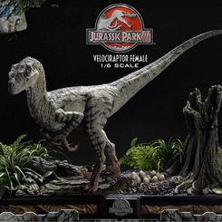 Explora el mundo prehistórico con la impresionante estatua de la Velociraptor Hembra Versión Bonus de Jurassic Park III, parte de la prestigiosa Legacy Museum Collection.