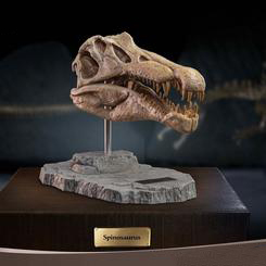 Estatua Spinosaurus Head Skull 30 cm de la serie Wonders of the Wild. Esta estatua está hecha de poliresina y reproduce con gran detalle el cráneo del Spinosaurus.